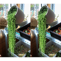 怡香居 佛珠吊兰盆栽垂吊植物珍珠吊兰室内情人泪多肉植物紫玄月植物 佛珠吊兰一盆 带盆栽好