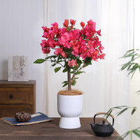 八芽三角梅盆栽带花老桩矮霸大型绿植办公室内客厅绿植耐寒四季开花卉 三角梅绿樱-原盆 带盆栽好