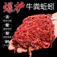 梦达 蚯蚓活饵鲜活红虫垂钓鱼饵料鲫鱼鲤鱼野钓黑坑鱼料打窝料鱼食通杀 【活体蚯蚓】一斤蚯蚓(大号)+送营养土+送蚯蚓盒