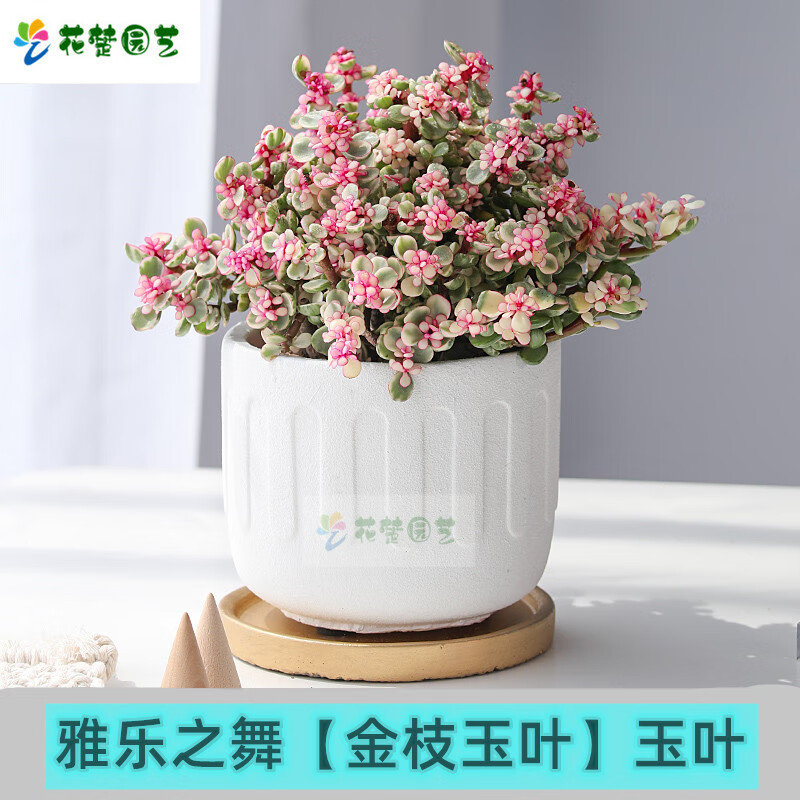 绿植花卉老桩雅乐之舞  金枝玉叶 美观 多肉植物室内盆栽净化空气好养造型稀有品种 雅乐之舞+仿藤盆 含盆
