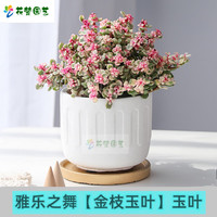绿植花卉老桩雅乐之舞 金枝玉叶 美观 多肉植物室内盆栽净化空气好养造型稀有品种 雅乐之舞+仿藤盆 含盆
