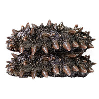 连海肴即食海参 大连鲜食海参独立包装 辽参刺参化冻即食 海鲜礼盒 即食海参1斤 18-20只【无添加】