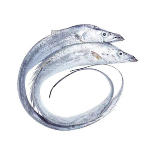 京沭带鱼 精品海钓带鱼 新鲜特大整条带鱼礼盒整箱 海鲜水产生鲜鱼类 8斤礼盒（半斤一条）