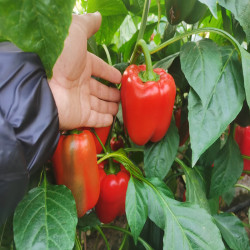 佑嘉木 山东潍坊三色彩椒现摘现发新鲜蔬菜水果 4.5斤