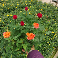 旺之春玫瑰花苗四季开花盆栽花卉植物室内外庭院蔷薇月季花老桩带花树苗 混色玫瑰花种子半斤
