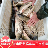 御泸鲜湘正宗微山湖大草鱼鲜活现杀大青鱼草皖鱼淡水鱼青厚鱼混子鱼批发