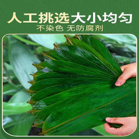 粽子叶粽叶免邮新鲜大号宽棕叶干包粽子的叶子特大端午节现摘