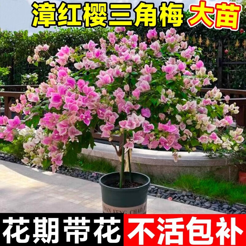 壹植三角梅盆栽带花苞漳红绿樱室内外老桩阳台庭院四季开花卉植物 加州黄金大苗约45-50cm（原盆） 带盆栽好