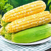 教蔬鲜生 宁夏糯玉米新鲜 三穗 单个≥280g