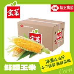佳农 山东新鲜水果玉米单根275g+鲜甜多汁4-7根净重4.6斤