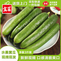 佳农 水果黄瓜 净重3斤