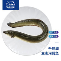片言片鱼 千岛湖生态河鳗鱼 淡水河鳗 千岛湖大鳗鱼鳗鲡鱼 千岛湖河鳗 宰杀前2斤/条