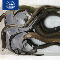 片言片鱼 千岛湖生态河鳗鱼 淡水河鳗 千岛湖大鳗鱼鳗鲡鱼 千岛湖河鳗 宰杀前3斤/条