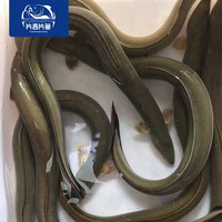 片言片鱼 千岛湖生态河鳗鱼 淡水河鳗 千岛湖大鳗鱼鳗鲡鱼 千岛湖河鳗 宰杀前1斤/条