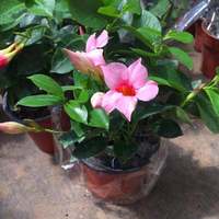 飘香藤盆栽四季开花爬藤植物红蝉花带花苞庭院室内花卉双喜藤花苗
