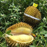 雪束树上熟新鲜榴莲整果一个带壳水果 保4房5-6斤(一个果)