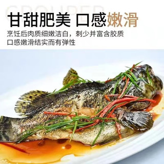 道楼鲜阁 石斑鱼龙胆石斑鱼鲜冻海产生鲜鱼类1-3斤每条 1斤1只（2只）