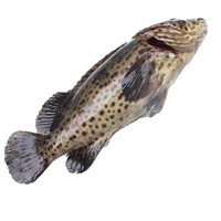 道楼鲜阁 石斑鱼龙胆石斑鱼鲜冻海产生鲜鱼类1-3斤每条 1.5斤1只(2只)