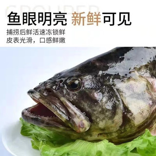 道楼鲜阁 石斑鱼龙胆石斑鱼鲜冻海产生鲜鱼类1-3斤每条 1斤1只（2只）