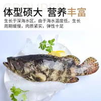 道楼鲜阁 石斑鱼龙胆石斑鱼鲜冻海产生鲜鱼类1-3斤每条 1.5斤一只