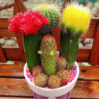 彩色仙人球三色球组合开花盆栽室内多肉办公室桌面绿植 三色球 含盆
