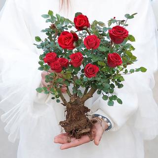 苏跃玫瑰花树苗老桩月季花苗老根特大花盆栽多色室内外庭院四季开蔷薇 爱莎老桩一颗包对版四季开 裸根不带土