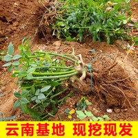 苏跃玫瑰花树苗老桩月季花苗老根特大花盆栽多色室内外庭院四季开蔷薇 爱莎老桩一颗包对版四季开 裸根不带土