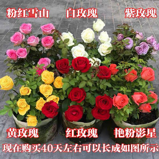 苏跃玫瑰花树苗老桩月季花苗老根特大花盆栽多色室内外庭院四季开蔷薇 爱莎老桩一颗包对版四季开 裸根不带土