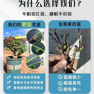 苏跃玫瑰花树苗老桩月季花苗老根特大花盆栽多色室内外庭院四季开蔷薇 爱莎老桩一颗包对版四季开 裸根不带土