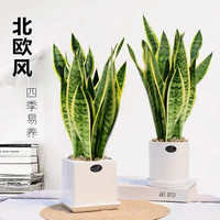 金边虎皮兰盆栽多肉植物水培好养绿植室内花卉客厅大型虎尾兰桌面