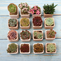 多肉植物小盆栽带盆带土超萌肉肉植物室内绿植花卉好养 带盆栽好