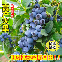 蓝莓树果苗盆栽可食用阳台南北方种植蓝莓果树苗大号当年结果