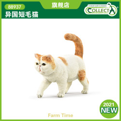 COLLECTA 88937 异国短毛猫 仿真动物模型玩具