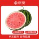 今日必买：京觅 河南商丘头茬少籽/无籽西瓜7-9斤1粒装 美都甜瓜生鲜水果源头直发 单果7-9斤 1粒