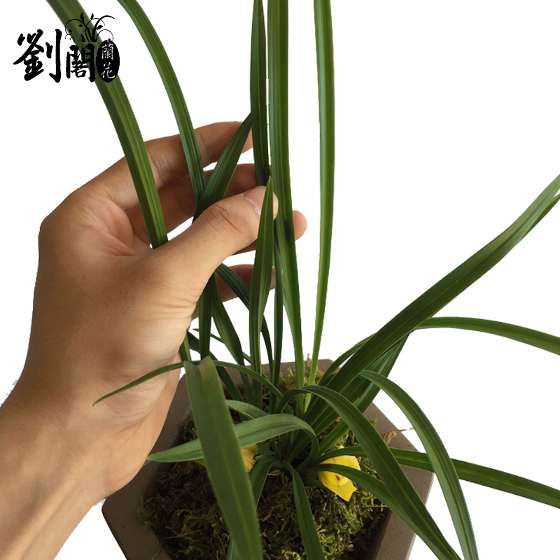 刘阁兰花苗 好养绿植花卉盆栽 春兰 黄金大富贵 冬带浓香花苞出售