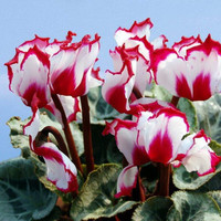 惜林园 仙客来盆栽 带花发货 花色