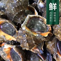 鱼姐海成 青岛海螺鲜活超大新鲜贝壳类特大海鲜水产带黄海捕大海螺袋装 （约4-6个/斤） 1000g