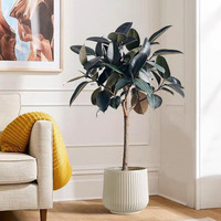 花友 橡皮树 黑金刚盆栽 1m高 绿叶大叶型