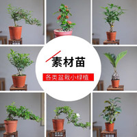 开时果 各类小盆栽绿植素材苗 小叶赤楠造景微景观植物盆景源头直发 文竹(小盆)