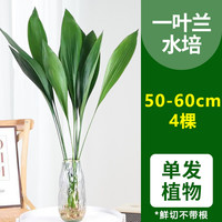 开时果 水培一叶兰绿植室内盆栽 四季常青客厅水养植物好养懒人绿萝 水培一叶兰50-60厘米4棵【不含瓶】+保鲜剂