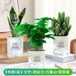 雅炫 鲜花 水培套餐 盆栽 30厘米 绿萝+发财树+金钻 含盆