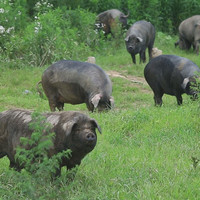 缘琳山国产土猪肋排 新鲜冷冻土猪排骨猪肋骨 大别山生态土猪肉生鲜 【好吃肥美】T7土猪大肠3斤