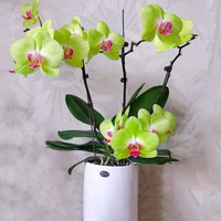 花棯 四季好养活 蝴蝶兰花苗 育苗盆  含盆