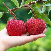 少羽 海南 荔枝王3斤