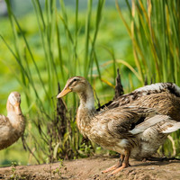 芮瑞 咸鸭蛋流油熟咸鸭蛋熟鸭蛋蟹黄流油 约50g/枚 4枚装