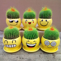 办公室内桌面仙人球多肉植物仙人掌客厅盆栽花卉绿植好养耐旱 含盆