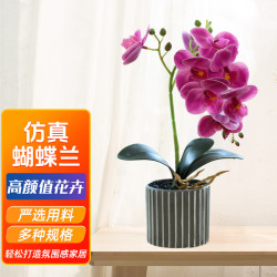 百动 JCQ 蝴蝶兰仿真植物花卉盆栽 32cm 紫红色