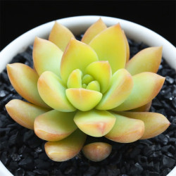 花友 多肉植物盆栽新手套餐肉肉植物办公室内迷你绿植花卉盆栽 黄丽 不含盆