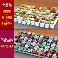 樱霞 多肉植物花卉盆栽 随机60棵多肉+八角盆