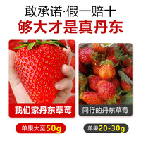 田良季【JD空运】丹东草莓红颜99奶油大草莓新鲜水果品物年货节 3斤年货装【99%】 净重2.5斤 空运鲜达丨单果30g+丨甜度狠高